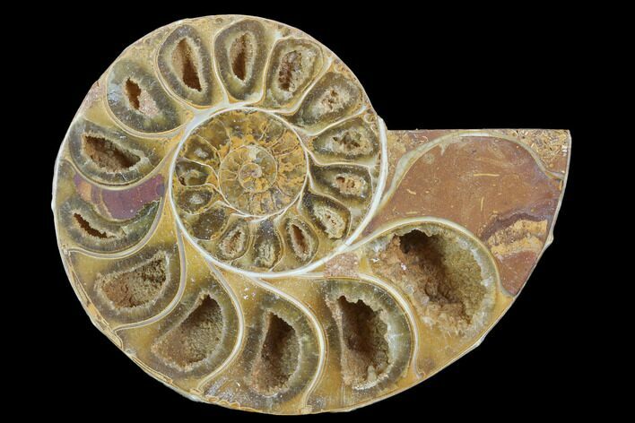 Sliced, Agatized Ammonite Fossil (Half) - Jurassic #100557
